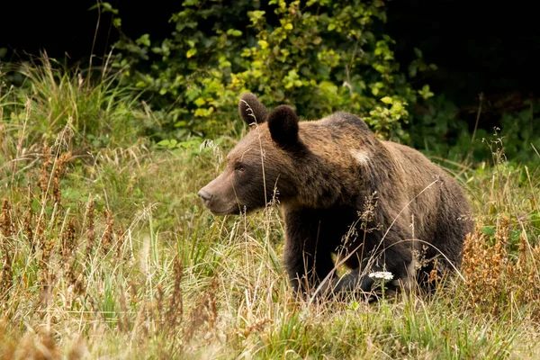 Doğal ortamında bir kahverengi ayı. Bieszczady, Karpatlar, Polonya.