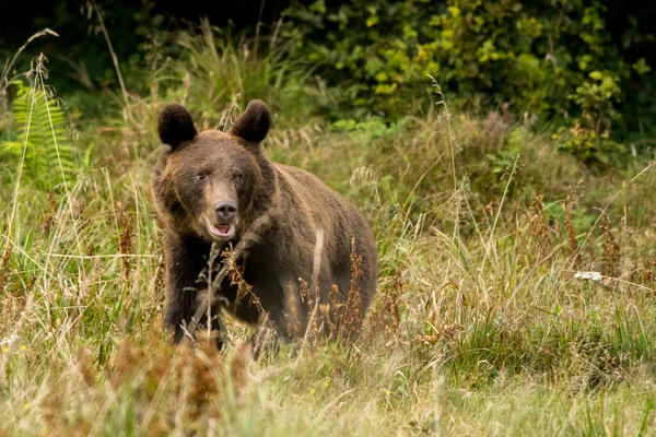 Brown Bear Its Natural Habitat Bieszczady Carpathians Poland — Fotografia de Stock