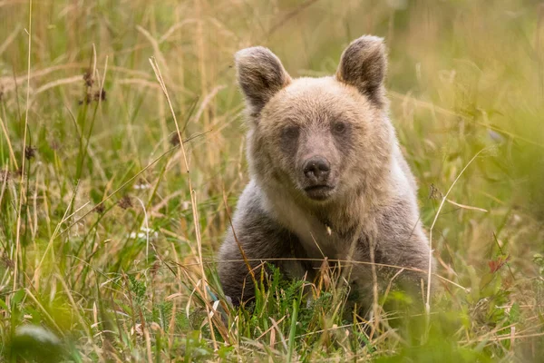 Orso Bruno Nel Suo Habitat Naturale Bieszczady Carpazi Polonia — Foto Stock