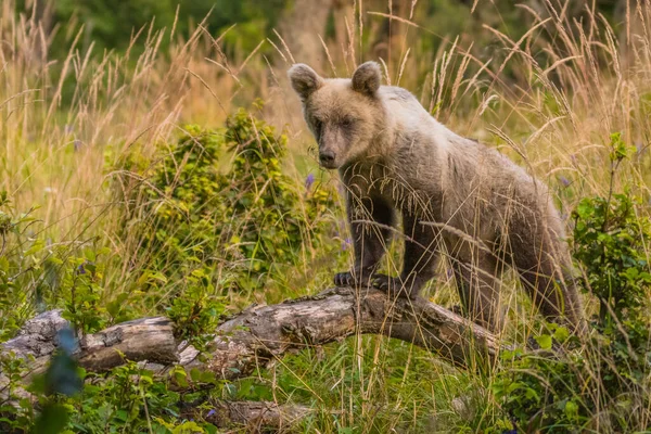 Urso Pardo Seu Habitat Natural Bieszczady Cárpatos Polónia — Fotografia de Stock