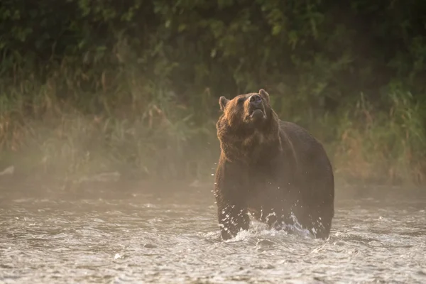 Бурий Ведмідь Природному Середовищі Bieszcazady Карпати Польща — стокове фото