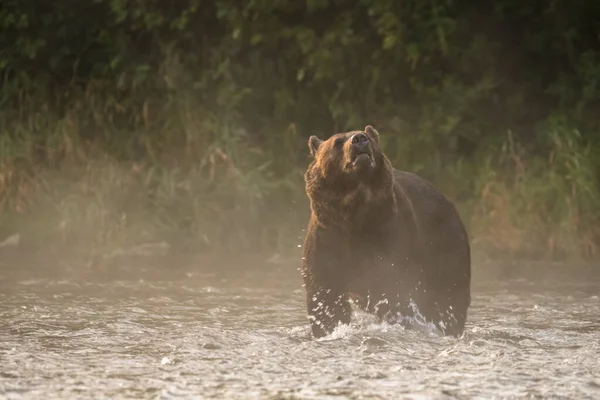 Orso Bruno Nel Suo Habitat Naturale Bieszczady Carpazi Polonia — Foto Stock