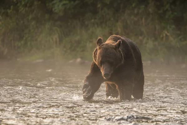 Medvěd Hnědý Svém Přirozeném Prostředí Bieszczady Karpaty Polsko — Stock fotografie