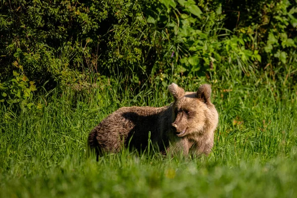 Бурый Медведь Естественной Среде Обитания Бещады Карпаты Польша — стоковое фото
