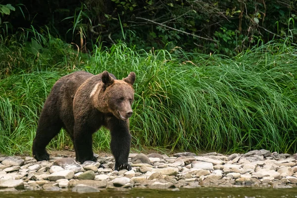 Brown Bear Its Natural Habitat Bieszczady Carpathians Poland — Fotografia de Stock