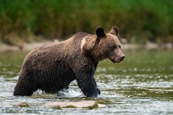 Medvěd Hnědý Svém Přirozeném Prostředí Bieszczady Karpaty Polsko — Stock fotografie