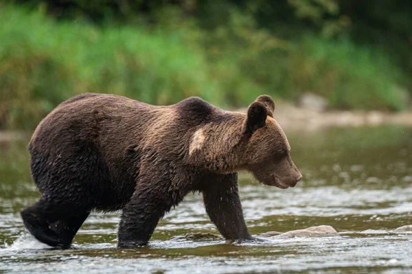 Medvěd Hnědý Svém Přirozeném Prostředí Bieszczady Karpaty Polsko — Stock fotografie