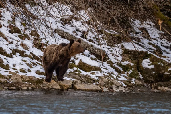 Brown Bear Its Natural Habitat Bieszczady Carpathians Poland — Fotografia de Stock