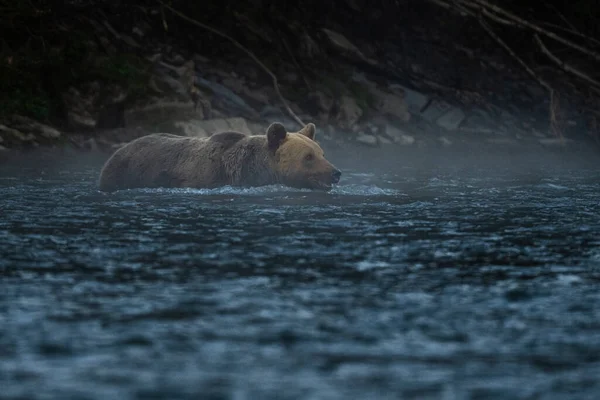 Medvěd Hnědý Svém Přirozeném Prostředí Bieszczady Karpaty Polsko — Stock fotografie