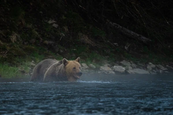 Medvěd Hnědý Svém Přirozeném Prostředí Bieszczady Karpaty Polsko — Stock fotografie
