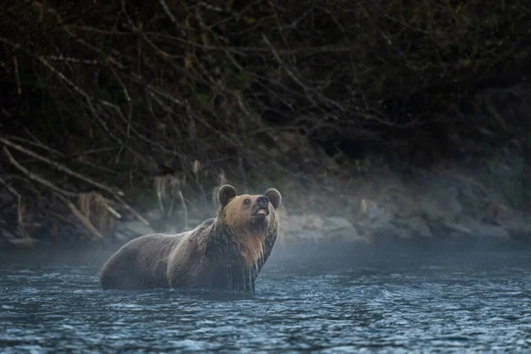 Medvěd Hnědý Svém Přirozeném Prostředí Bieszczady Karpaty Polsko — Stock fotografie