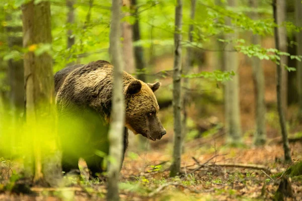 Brązowy Niedźwiedź Naturalnym Środowisku Bieszczady Karpaty Polska — Zdjęcie stockowe