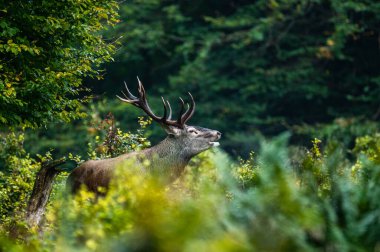 The Red Deer (Cervus elaphus). A large stag roaring during the rutting season into its natural habitat. The Bieszczady Mts, Carpathians, Poland. clipart