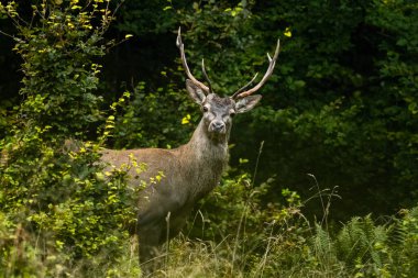 Çiftleşme mevsiminde doğal yaşam alanına büyük bir kızıl geyik (Cervus elaphus) geyiği girer. Bieszczady Dağı, Karpatlar, Polonya.