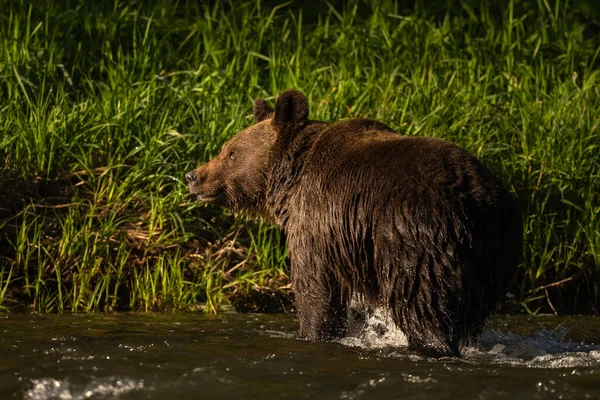 Бурый Медведь Естественной Среде Обитания Бещады Карпаты Польша — стоковое фото