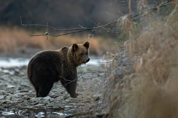 서식지에 서식하는 곰입니다 Bieszczadine Carpathians Poland — 스톡 사진