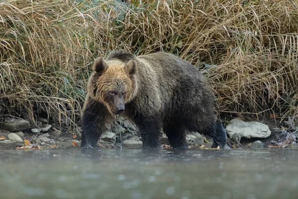 天然の生息地に生息する褐色のクマ Bieszczady カルパティア ポーランド — ストック写真