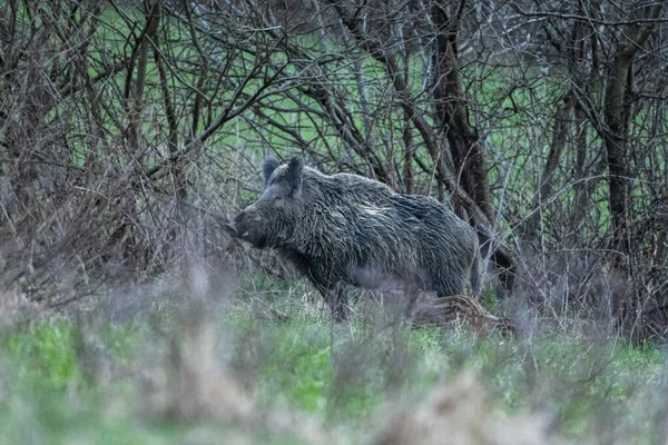 Wildschweine Sus Scrofa Bieszczady Gebirge Karpaten Polen — Stockfoto