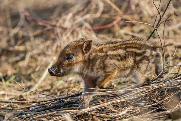 Wildschweine Sus Scrofa Bieszczady Gebirge Karpaten Polen — Stockfoto