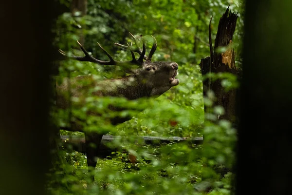 Red Deer Cervus Elaphus Large Stag Roaring Rutting Season Its — Stock Photo, Image