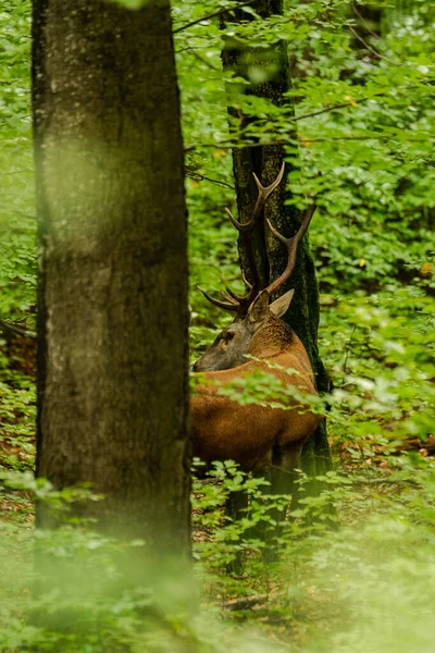 Ciervo Rojo Grande Cervus Elaphus Ciervo Durante Estación Fricción Hábitat — Foto de Stock