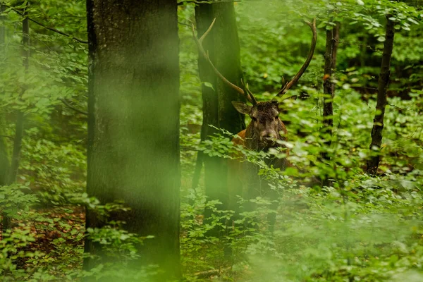 Large Red Deer Cervus Elaphus Stag Rutting Season Its Natural — Foto Stock
