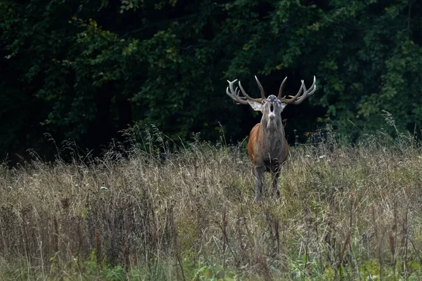 Cervo Rosso Cervus Elaphus Grande Cervo Ruggisce Durante Stagione Della — Foto Stock