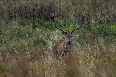 Çiftleşme mevsiminde doğal yaşam alanına büyük bir kızıl geyik (Cervus elaphus) geyiği girer. Bieszczady Dağı, Karpatlar, Polonya.