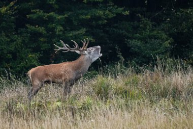 Çiftleşme mevsiminde doğal yaşam alanına büyük bir kızıl geyik (Cervus elaphus) geyiği girer. Bieszczady Dağı, Karpatlar, Polonya.