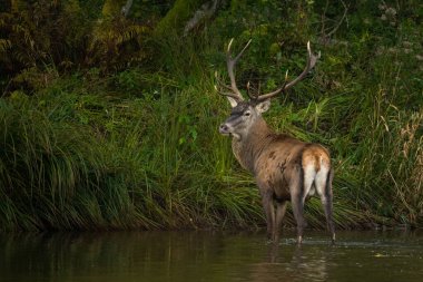 Çiftleşme mevsiminde doğal yaşam alanına büyük bir kızıl geyik (Cervus elaphus) geyiği girer. Bieszczady Dağı, Karpatlar, Polonya.
