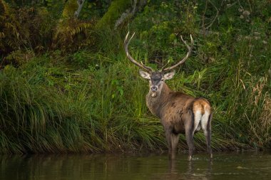 Çiftleşme mevsiminde doğal yaşam alanına büyük bir kızıl geyik (Cervus elaphus) geyiği girer. Bieszczady Dağı, Karpatlar, Polonya.