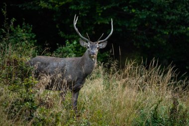 Çiftleşme mevsiminde doğal yaşam alanına büyük bir kızıl geyik (Cervus elaphus) geyiği girer. Bieszczady Dağı, Karpatlar, Polonya.