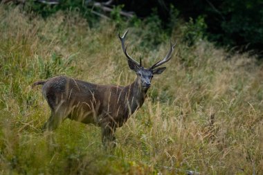Çiftleşme mevsiminde doğal yaşam alanına büyük bir kızıl geyik (Cervus elaphus) geyiği girer. Bieszczady Dağı, Karpatlar, Polonya.