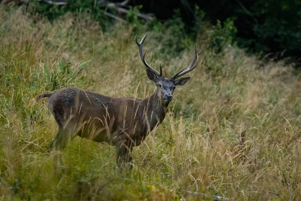 Çiftleşme mevsiminde doğal yaşam alanına büyük bir kızıl geyik (Cervus elaphus) geyiği girer. Bieszczady Dağı, Karpatlar, Polonya.