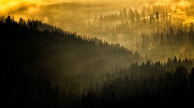 Güneş doğarken gizemli bir orman. Karpat Dağları, Ukrayna.