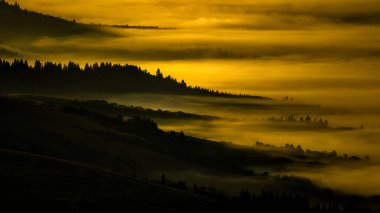 Güneş doğarken gizemli bir orman. Karpat Dağları, Ukrayna.