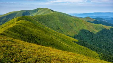 Karpat Dağları, Ukrayna. Yeşil bir dağ çayırının yaz manzarası. Polonina Borshava.