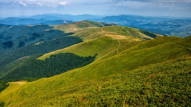 Karpat Dağları, Ukrayna. Yeşil bir dağ çayırının yaz manzarası. Polonina Borshava.