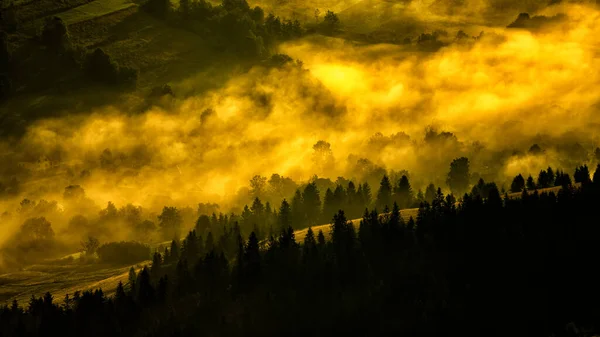 Mysterieus Bos Bij Zonsopgang Het Karpaten Gebergte Oekraïne — Stockfoto
