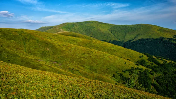 Les Carpates Ukraine Vue Estivale Pré Verdoyant Montagne Polonina Borshava — Photo