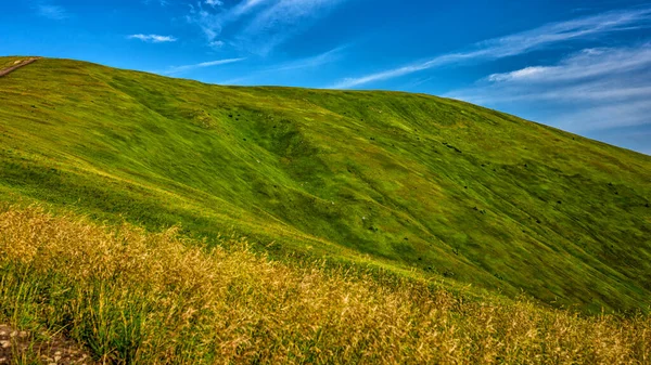Karpat Dağları, Ukrayna. Yeşil bir dağ çayırının yaz manzarası. Polonina Borshava.
