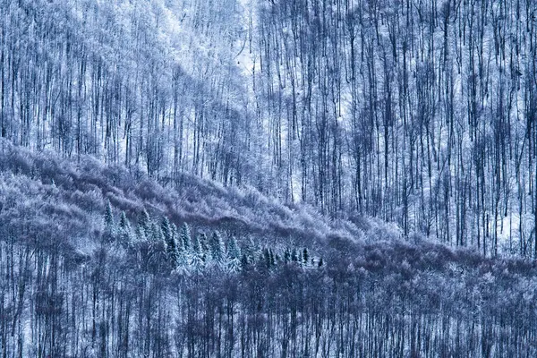 Потрясающий Зимний Вид Горы Национальный Парк Бещады Карпаты Польша — стоковое фото
