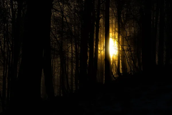 Mysterious Winter Sunrise Dark Forest Bieszczady National Park Carpathians Poland — Foto Stock