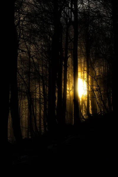 Mysterious Winter Sunrise Dark Forest Bieszczady National Park Carpathians Poland — Stock Photo, Image