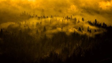 Güneş doğarken gizemli bir orman. Karpat Dağları, Ukrayna.