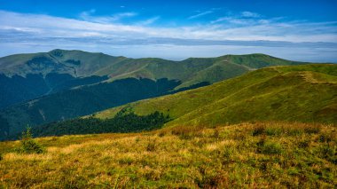 Karpat Dağları, Ukrayna. Yeşil bir dağ çayırının yaz manzarası. Polonina Borshava.