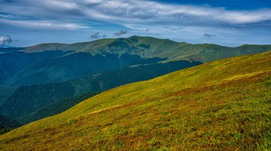 Karpat Dağları, Ukrayna. Yeşil bir dağ çayırının yaz manzarası. Polonina Borshava.