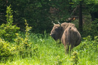 Avrupa Bizonu (Bison bonasus). Bieszczady Dağları, Karpatlar, Polonya.