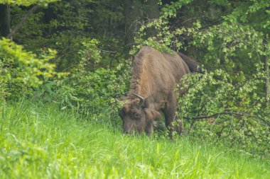Avrupa Bizonu (Bison bonasus). Bieszczady Dağları, Karpatlar, Polonya.