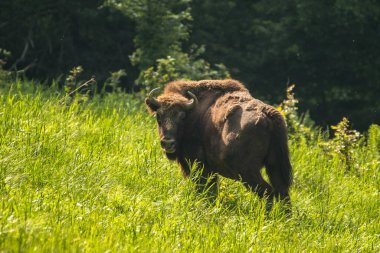 Avrupa Bizonu (Bison bonasus). Bieszczady Dağları, Karpatlar, Polonya.